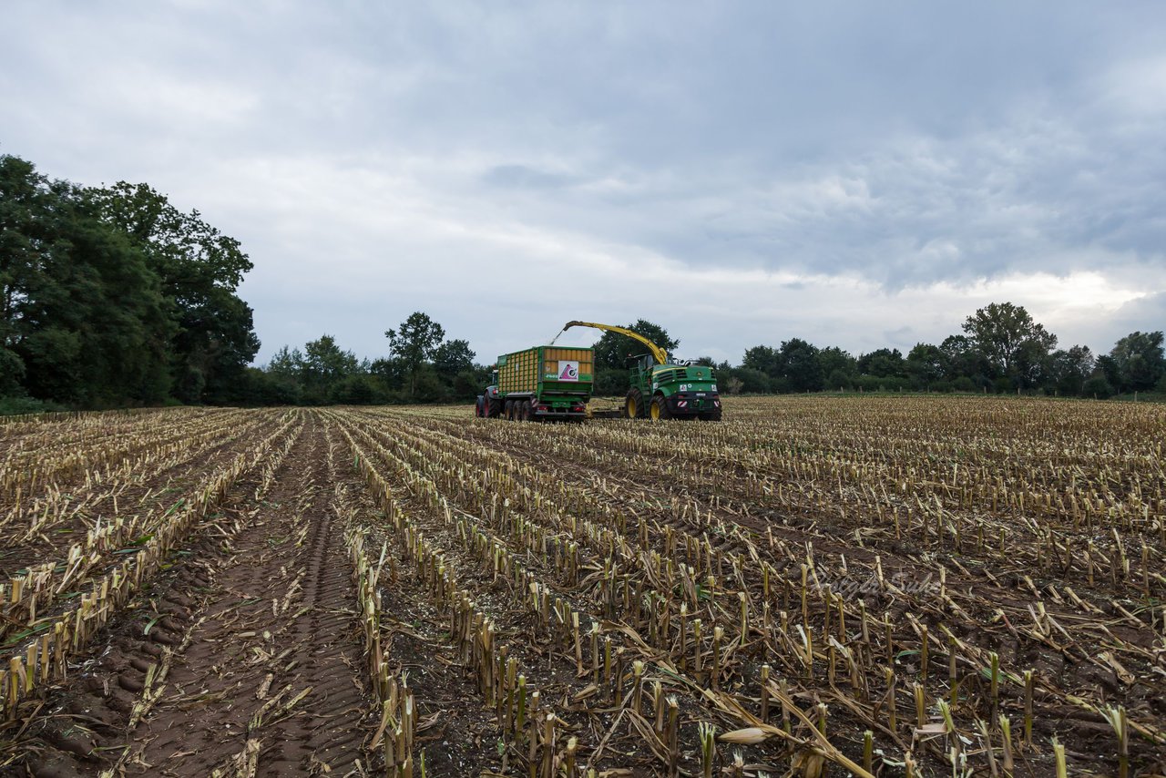 Bild 236 - Maisernte